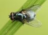 Eudasyphora cyanicolor